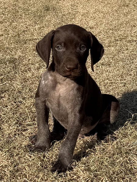Male German Shorthaired Pointer Pup for Sale