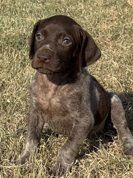 Female German shorthaired Pointer Puppy for Sale