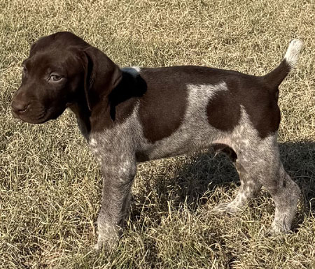 Male German Shorthaired Pointer Pup for Sale