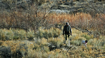 Hunting Dog
