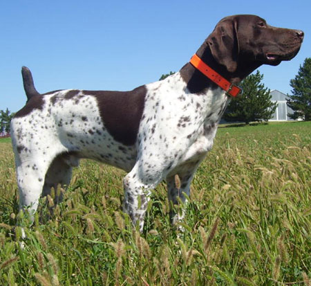 Ruger German Shorthair Hunting Stud Dog
