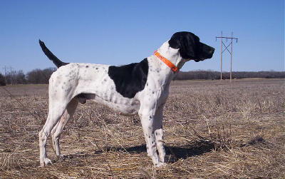 Sampson Male German Shorthair Pointer from Outback Kennels