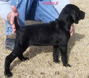 Solid Black German Shorthair Female