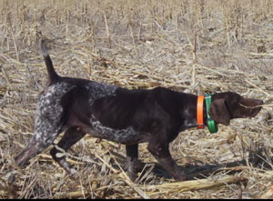 Shelby German Shorthair Hunting Dogs