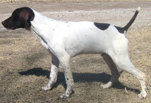 Sig Male German Shorthair Hunting Dog