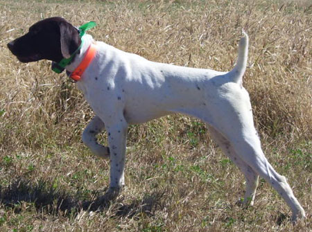 Streak Male German Shorthair Pointer Hunting Dog For Sale