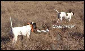 Hunting Dog