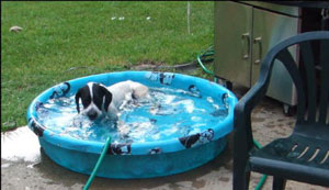 Hunting Dog