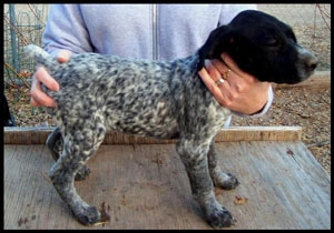 Trout Female German Shorthair Pointer Puppy from Outback Kennels