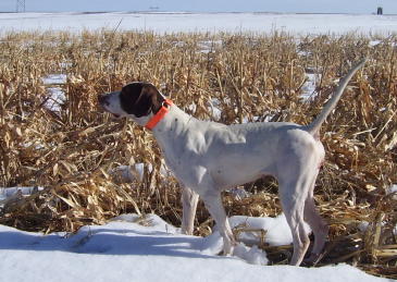 Ug Female English Pointer from Outback Kennels