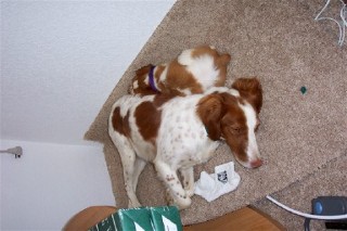 Hunting Dog