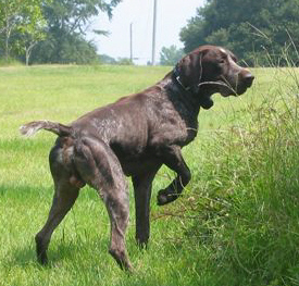 Hunting Dogs