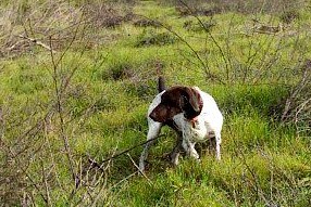 Noble Hunting Dog