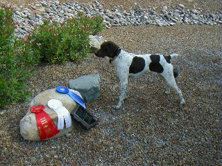 Hunting Dog