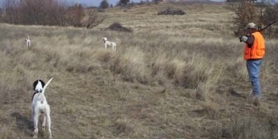 Hunting Dog