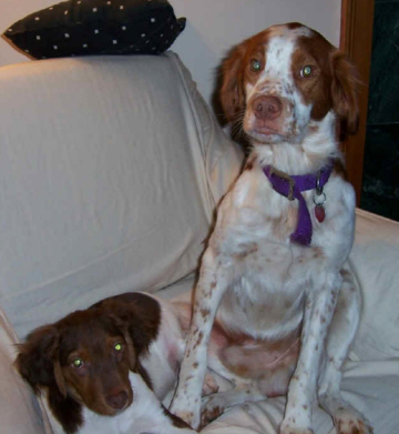 Hunting Dogs
