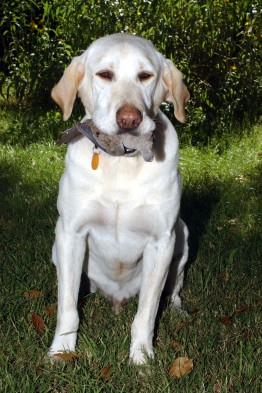 Dozer Hunting Dog