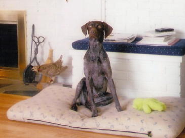 Libby Hunting Dog