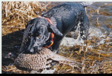 Sadie Black & White German Shorthair Hunting Dog
