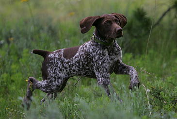 Hunting Dog