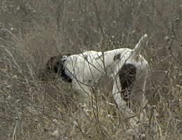 Jake Hunting Dog