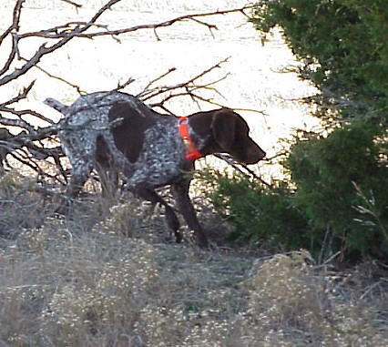 Hunting Dog