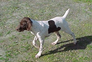 Hunting Dog